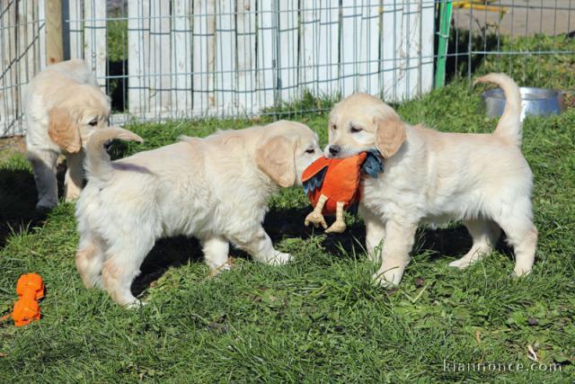 Donne chiot type Golden retriever