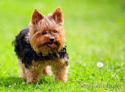 Donne chiot type Yorkshire Terrier