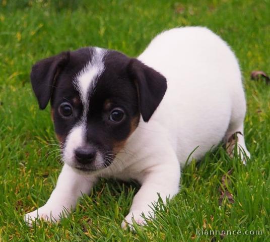 Donne chiot type Jack Russel terrier 