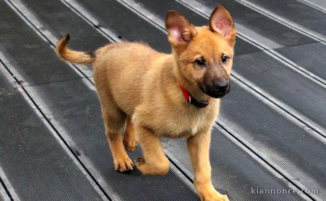 chiot berger allemand