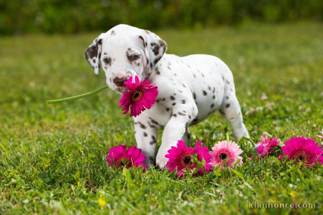 chiot dalmatien trois mois