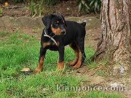 chiot doberman trois mois