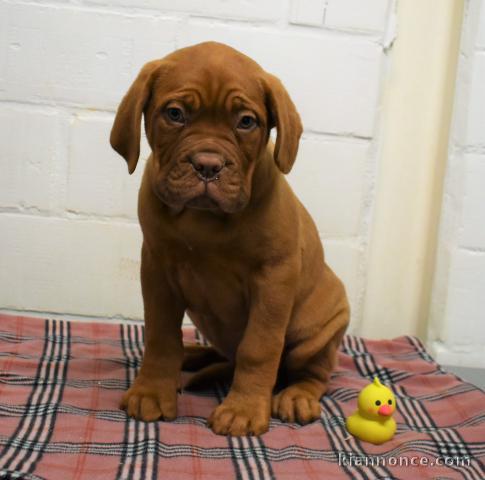 chiot dogue-de-bordeaux