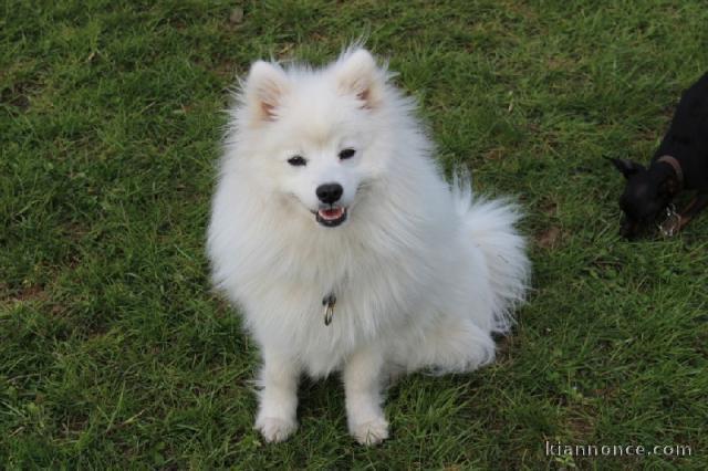 Donnez chiots spitz japonais lof disponible