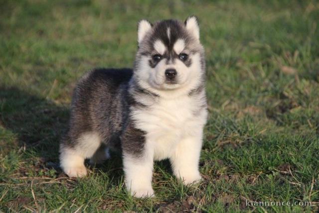 A donnez chiot chiot siberian husky