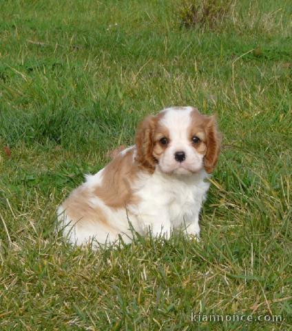 Superbe chiot cavalier king charles spaniel