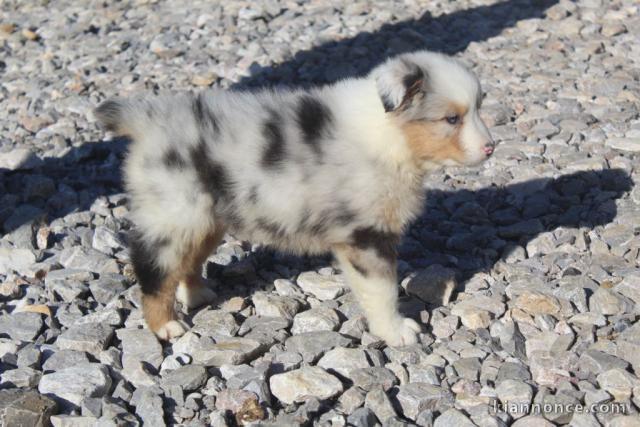 A donner chiot berger australien femelle bleu merlé