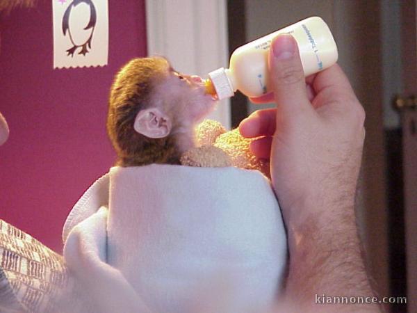 Bébé singe Capucin Femelle pour Adoption 