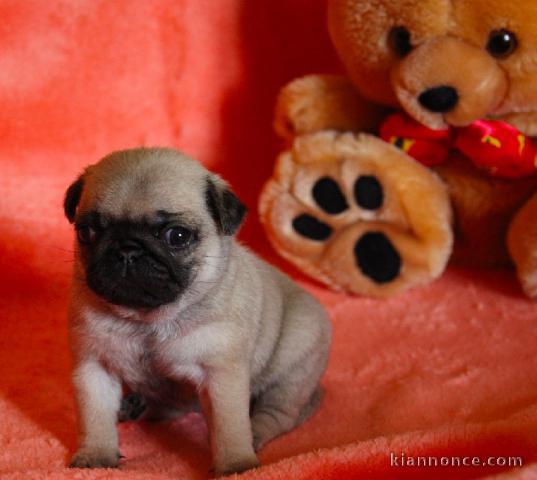 Adorables chiots carlins lof a donner