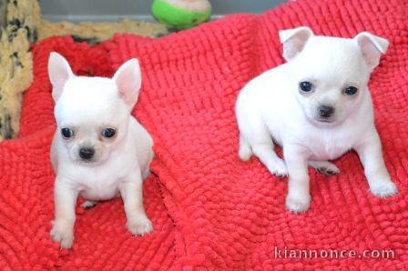 Chiots chihuahuas femelles a donner