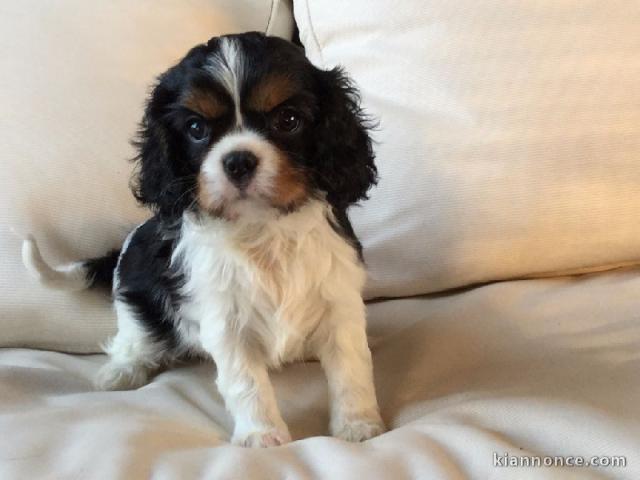 A donner bébés kings charles cavalier spaniel 