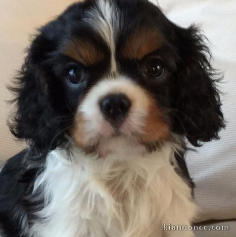 A donner beau chiot cavalier king charles spaniel colorée