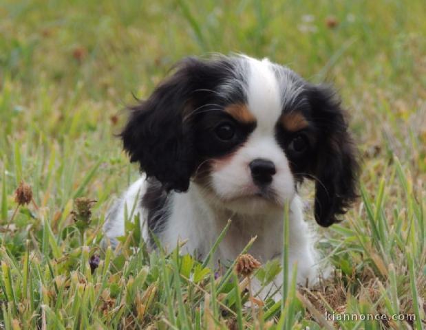 A donner beau chiot cavalier king charles spaniel colorée