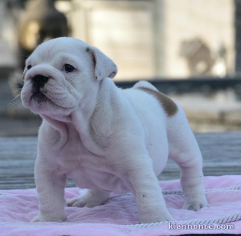 Donnes chiot bulldog anglais femelle et mâle vaccinée