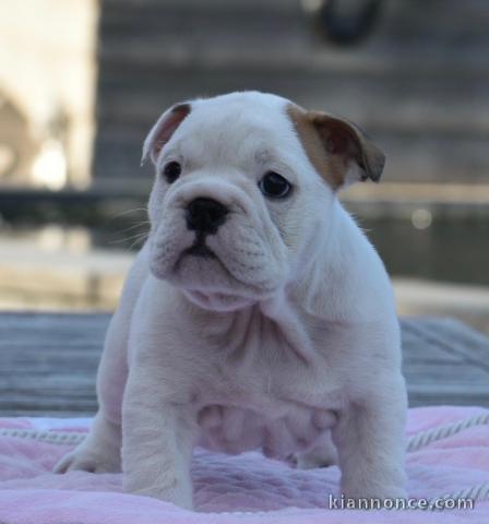 Donnes chiot bulldog anglais femelle et mâle vaccinée