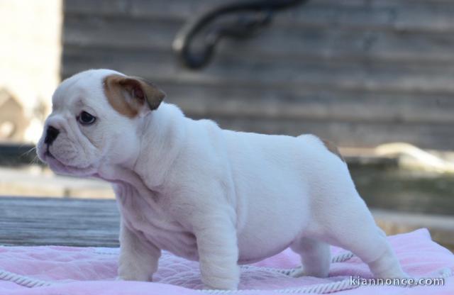 Donnes chiot bulldog anglais femelle et mâle vaccinée