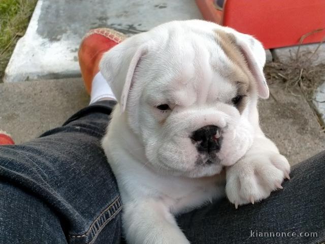 Donnes chiot bulldog anglais femelle et mâle vaccinée