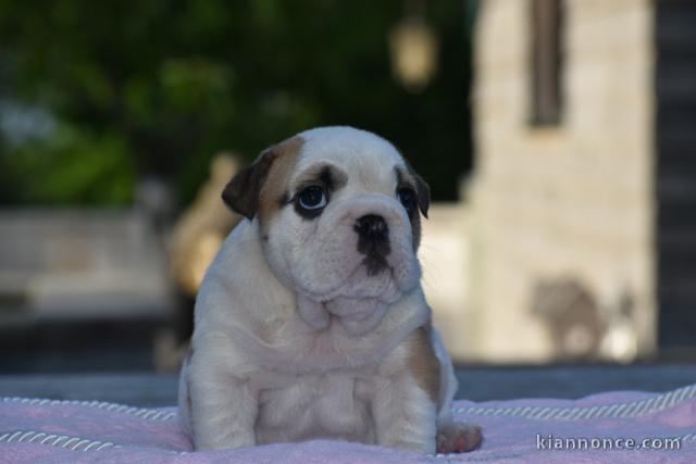 Donnes chiot bulldog anglais femelle et mâle vaccinée