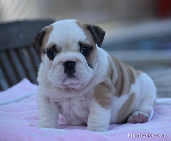 Donnes chiot bulldog anglais femelle et mâle vaccinée