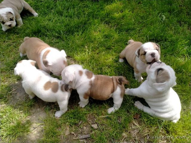 Donnes chiot bulldog anglais femelle et mâle vaccinée