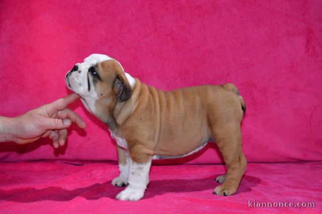 Donnes chiot bulldog anglais femelle et mâle vaccinée