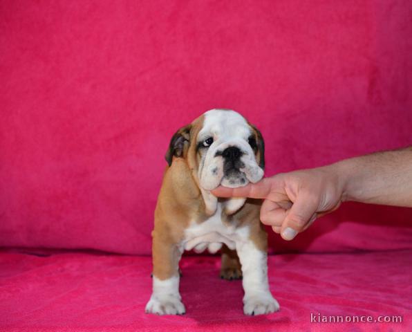 Donnes chiot bulldog anglais femelle et mâle vaccinée