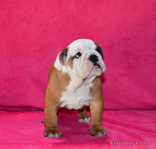 Donnes chiot bulldog anglais femelle et mâle vaccinée