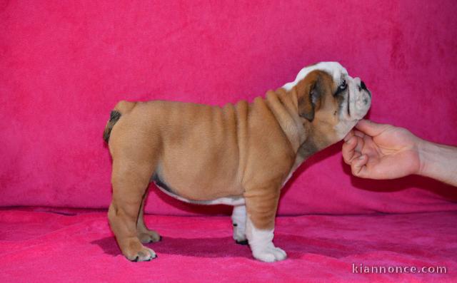 Donnes chiot bulldog anglais femelle et mâle vaccinée