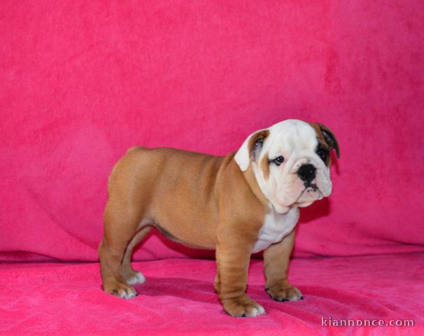 Donnes chiot bulldog anglais femelle et mâle vaccinée