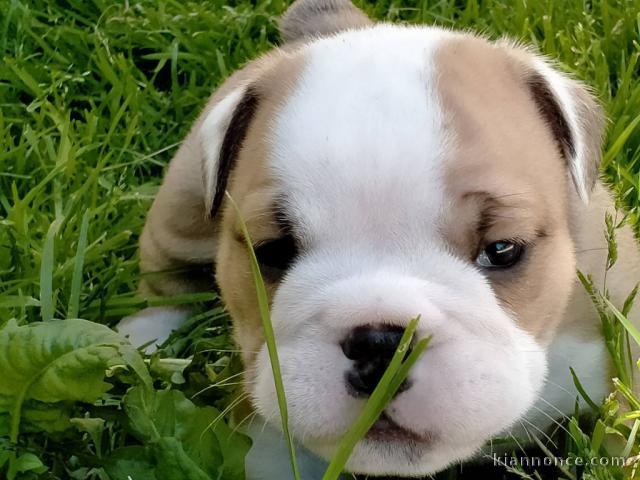 Donnes chiot bulldog anglais femelle et mâle vaccinée