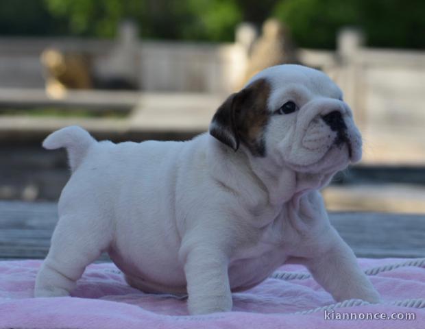 Donnes chiot bulldog anglais femelle et mâle vaccinée