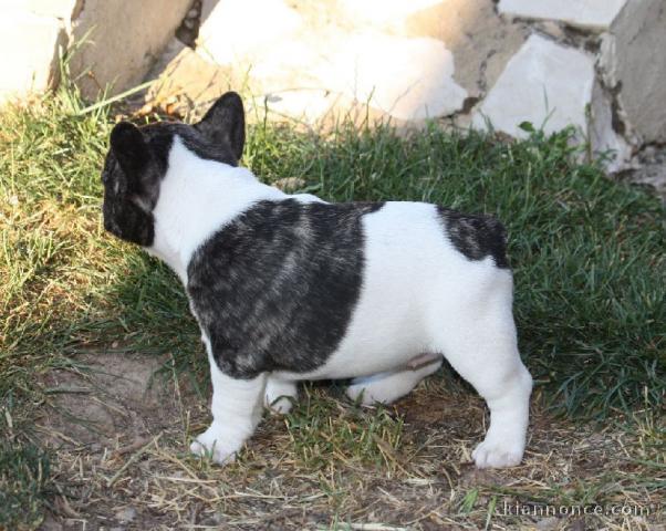 Don bouledogue français femelle non lof