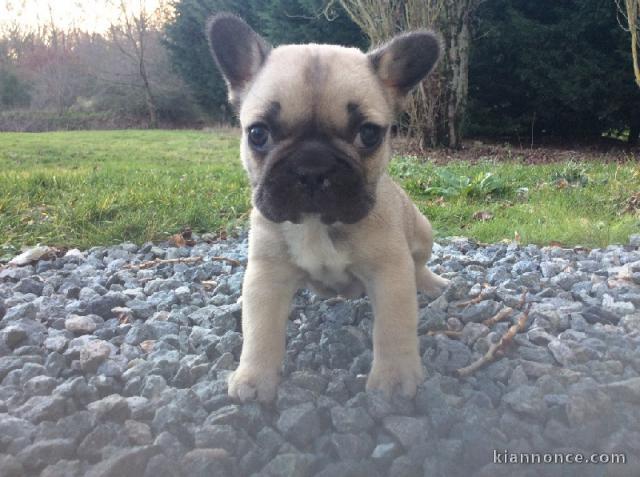 A donné magnifique chiot bouledogue français