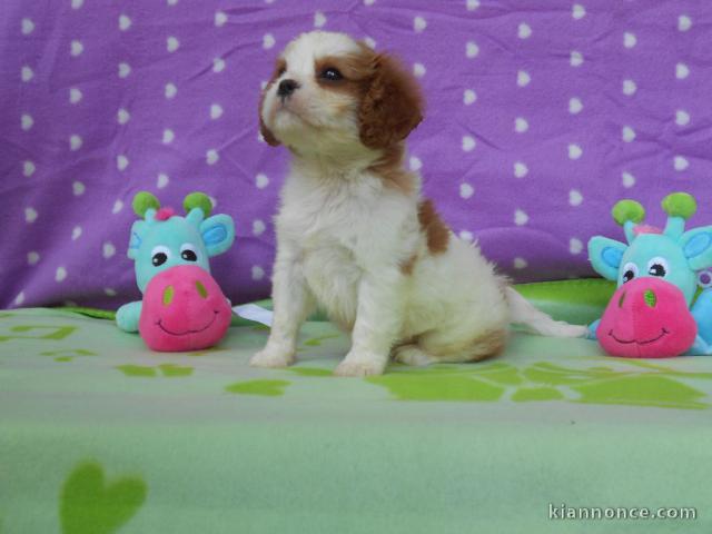 Donne chiot cavalier king charles spaniel blenheim