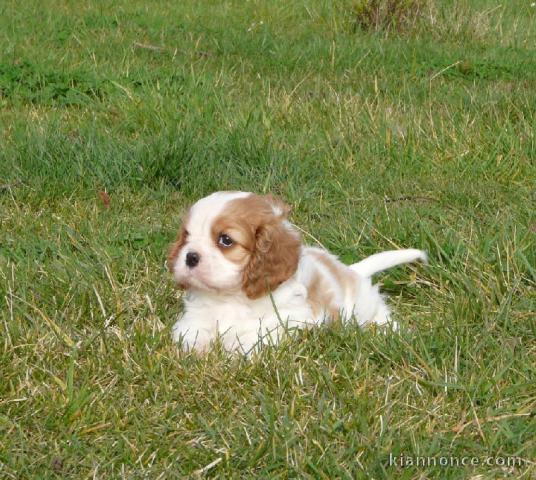 Donne chiot cavalier king charles spaniel blenheim