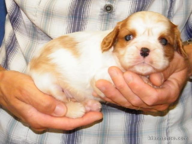 Donne chiot cavalier king charles spaniel blenheim