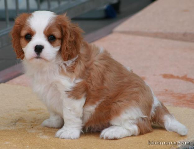 Donne chiot cavalier king charles spaniel blenheim