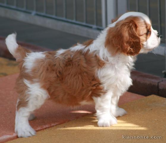 Donne chiot cavalier king charles spaniel blenheim