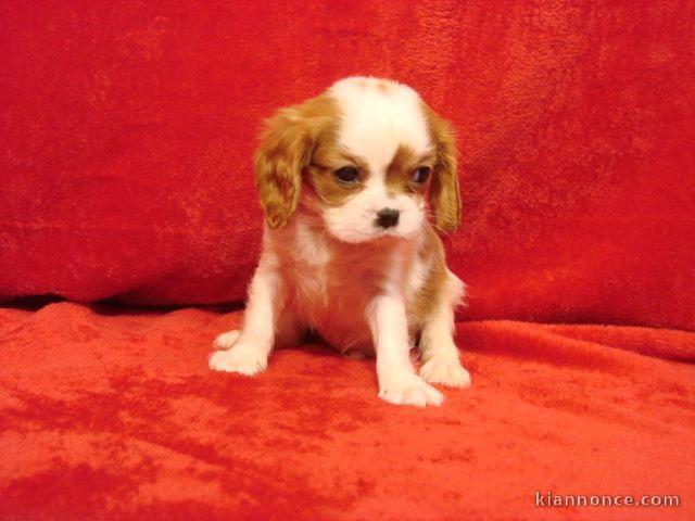 Donne chiot cavalier king charles spaniel blenheim