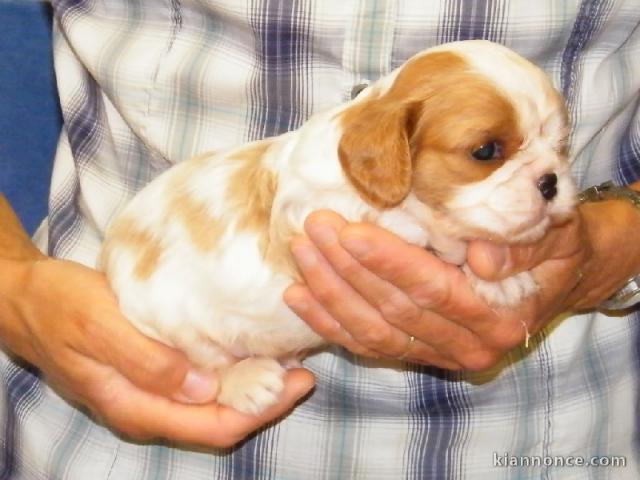 Donne chiot cavalier king charles spaniel blenheim