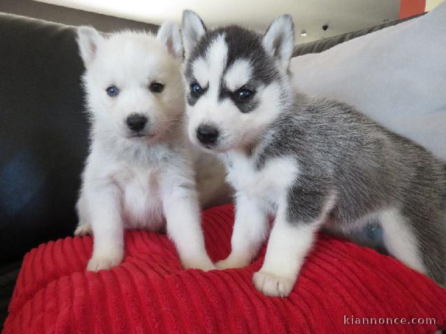 A donné chiot sibérien husky au yeux bleu