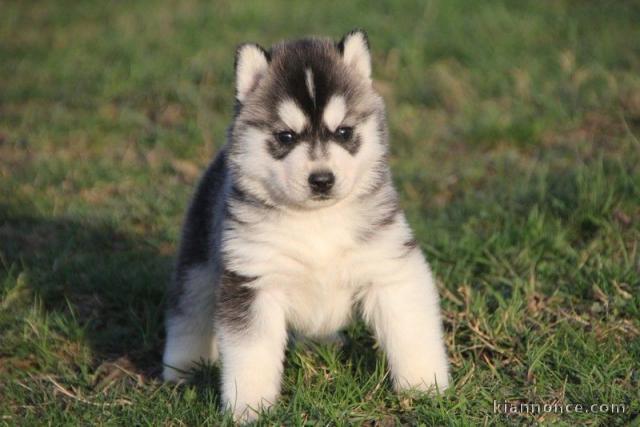 A donné chiot sibérien husky au yeux bleu