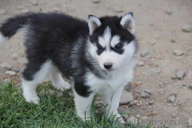 A donné chiot sibérien husky au yeux bleu