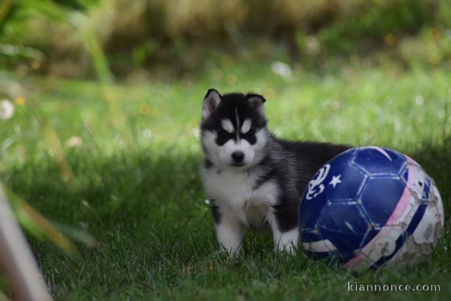 A donné chiot sibérien husky au yeux bleu