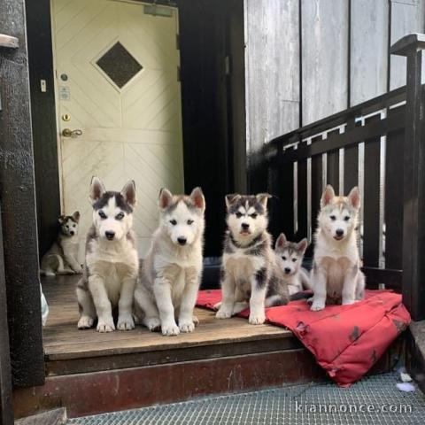 A donné chiot sibérien husky au yeux bleu