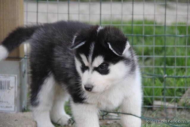 A donné chiot sibérien husky au yeux bleu