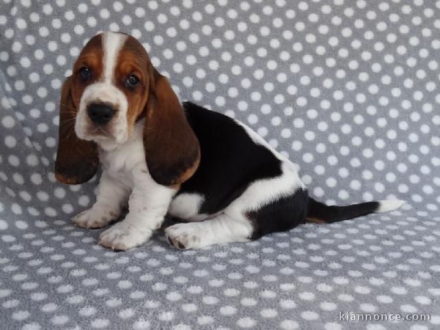 Donne chiot basset hound femelle Joueuse, câline