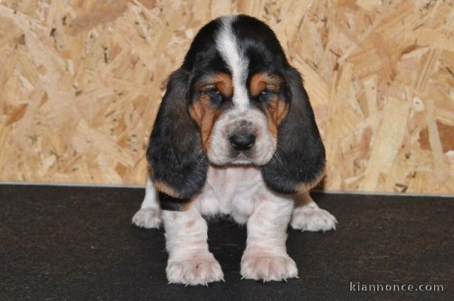 Donne chiot basset hound femelle Joueuse, câline