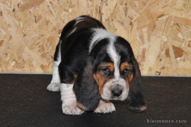 Donne chiot basset hound femelle Joueuse, câline