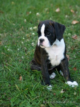 Donne chiot type Boxer